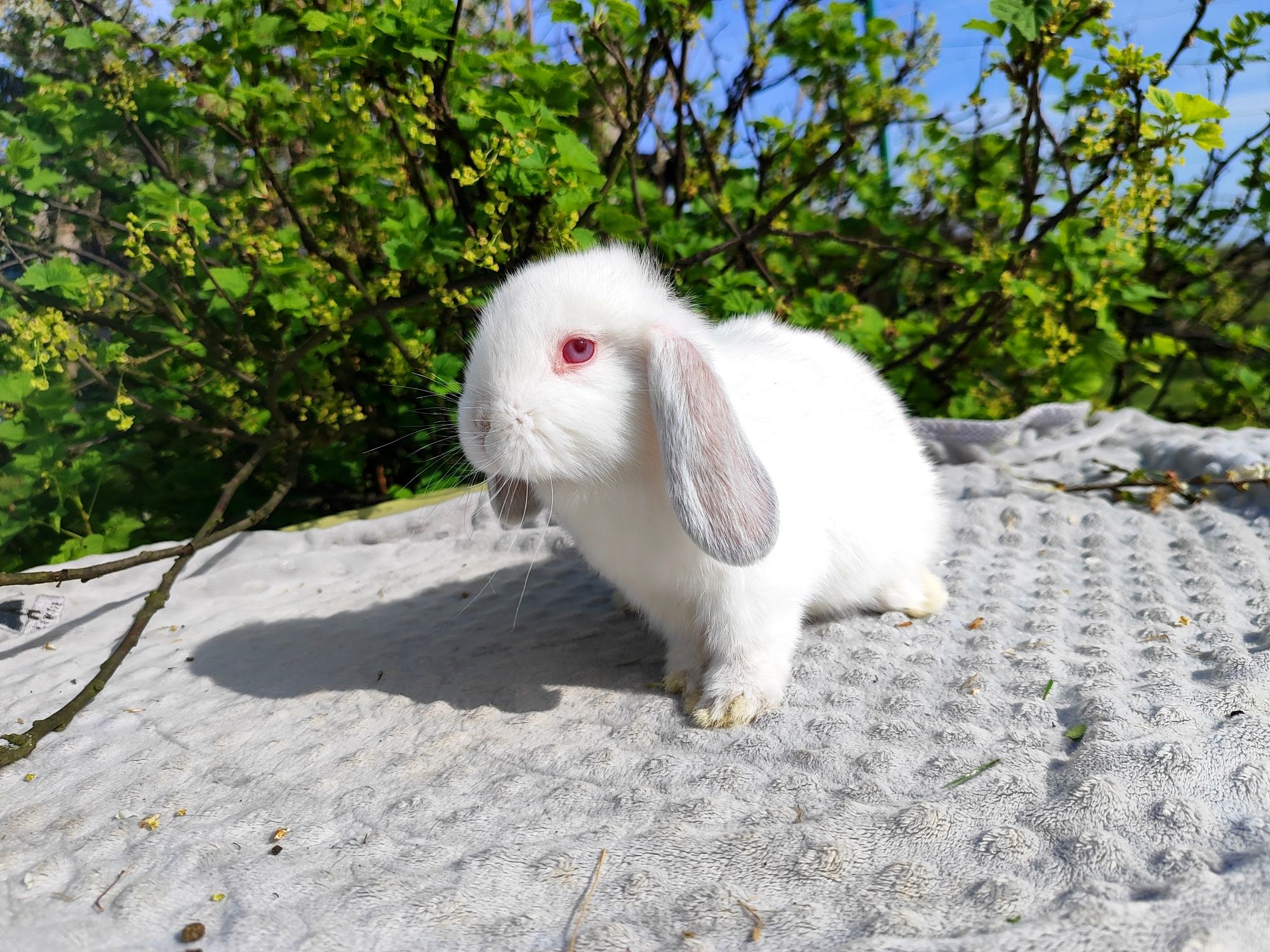 Mini lop rasowy metryka legalna hodowla królik miniaturka baranek