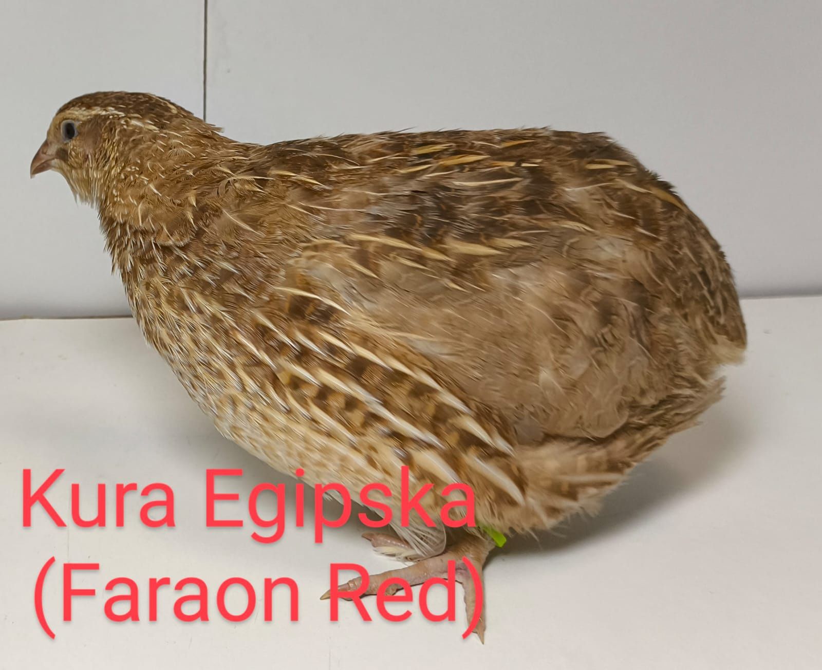 Przepiórki kurki z jajkiem