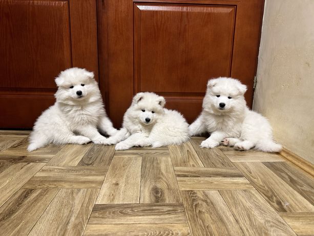 Samoyed szczeniak ZKWP FCI *gotowy do zmiany domu*