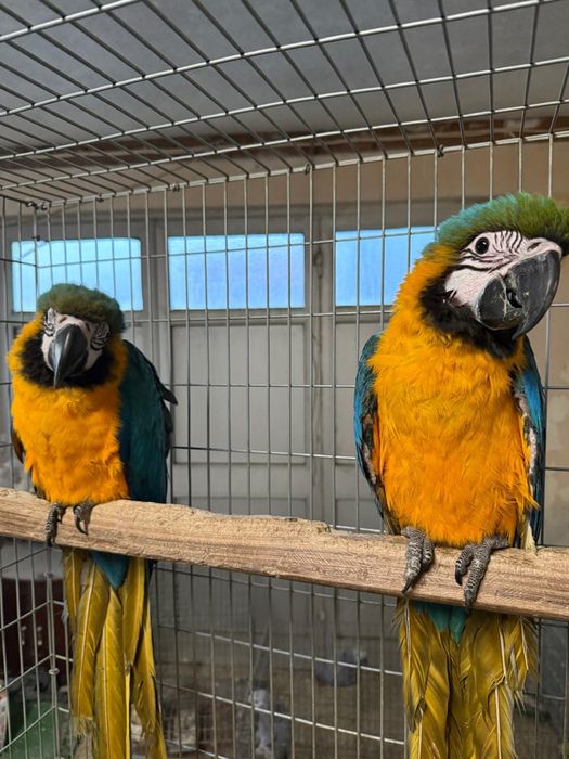 Jovens Araras Araraúnas