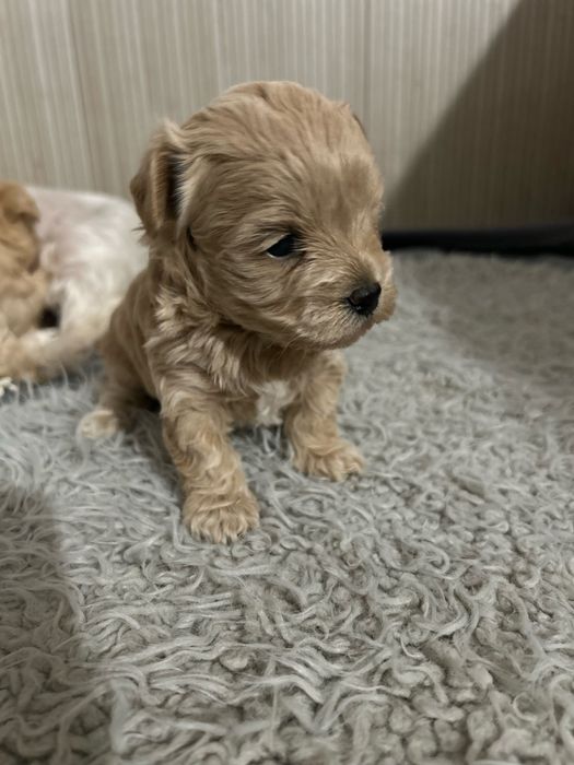 Maltipoo śliczna sunia
