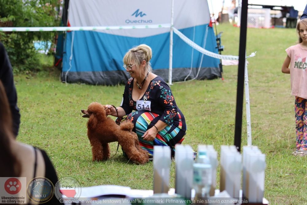 Pudel miniaturowy ciemny Red