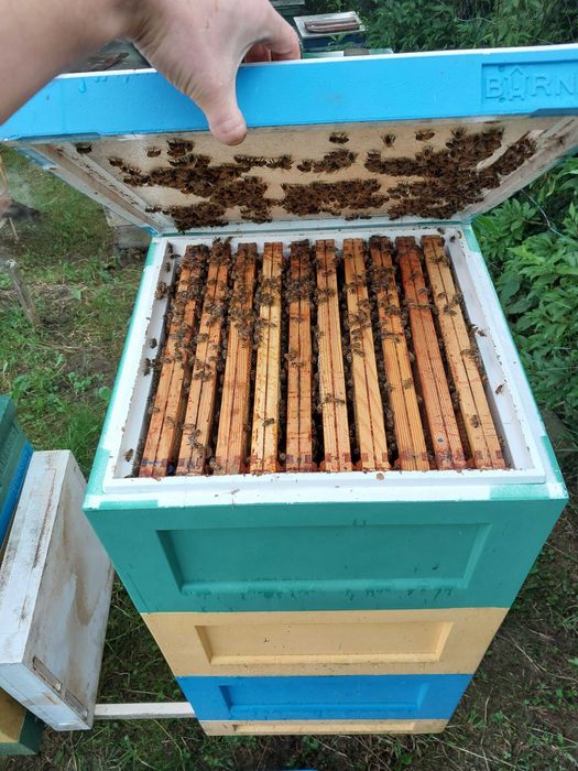 Miód spadziowy, pszczoły, pasieka, ul, ule