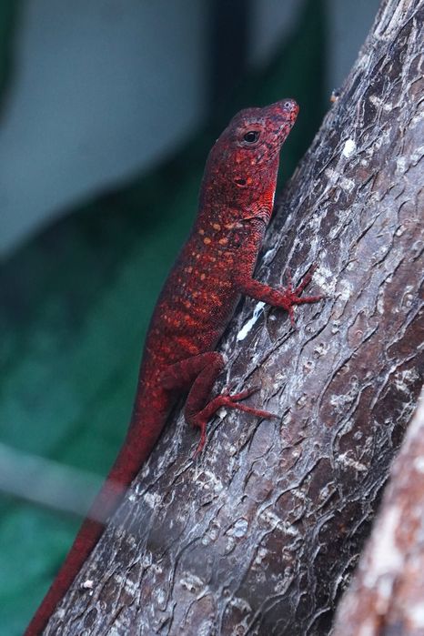 Jaszczurki Anolis sagrei odmiany ,,RED" rarytas