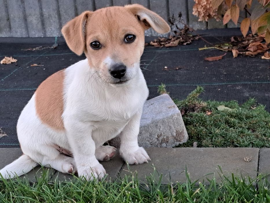 Jack russell terrier  piesek