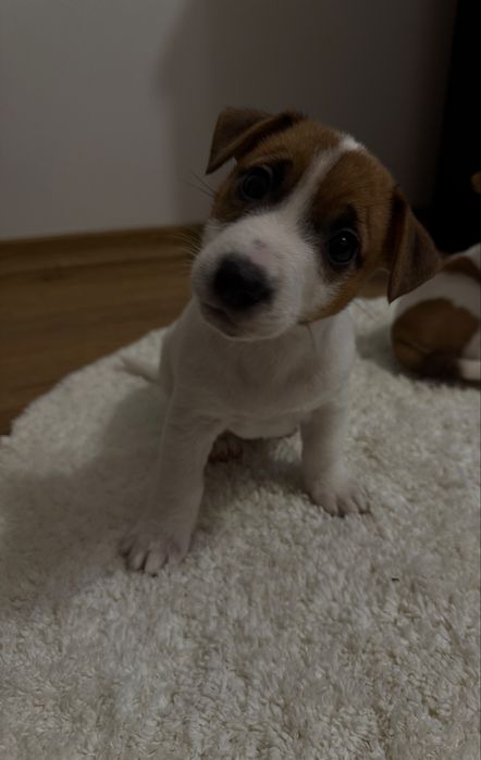 Готуються до продажу цуценята Джек рассела