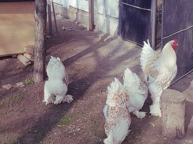 Інкубаційне яйце.(Курчата) Брама - фарфорова, біле золото, золото.