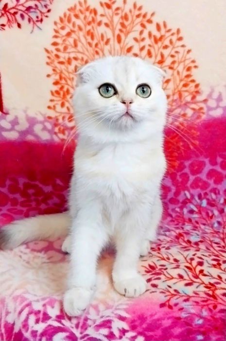 Чарівна крихітка Зеленоока красунечка