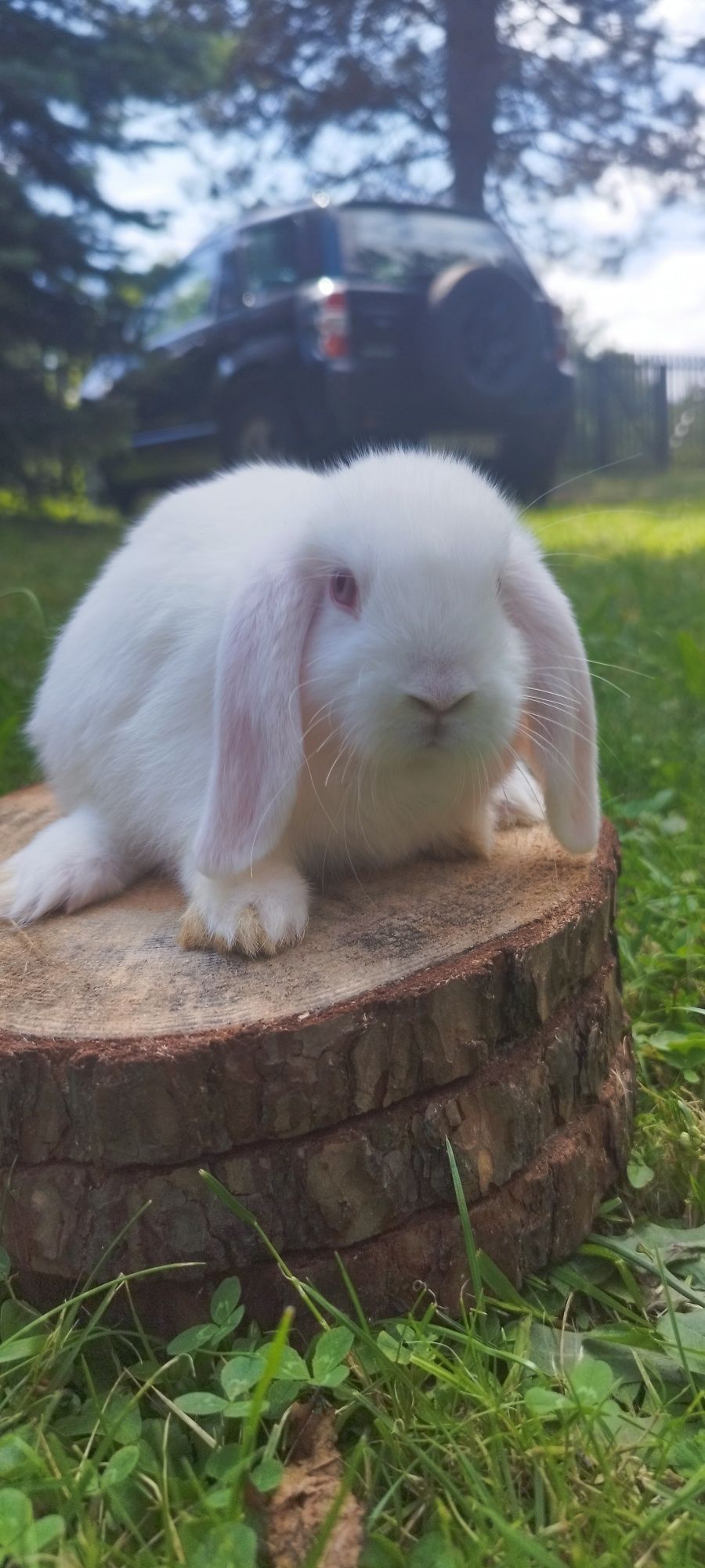 Królik miniaturka baranek mini lop karzełek Teddy