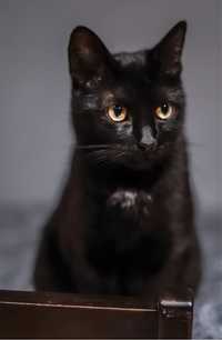 Zaginął czarny wykastrowany kot w Oswiecimiu