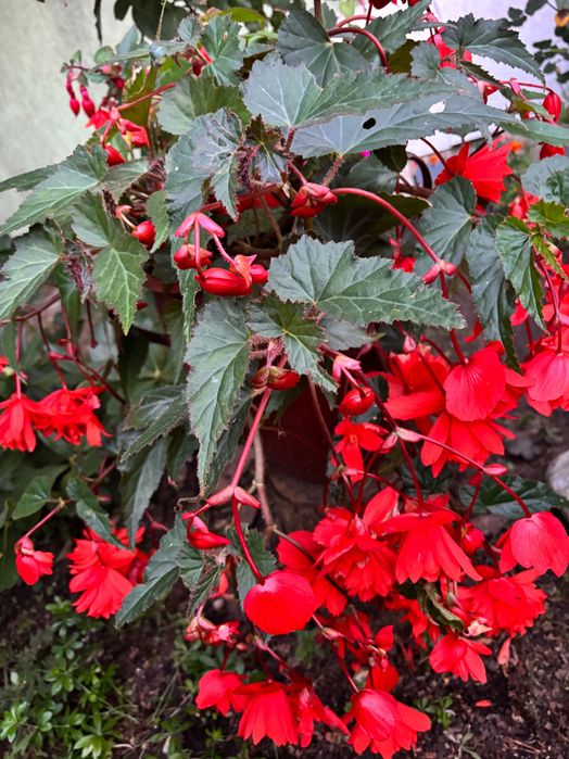 Begonia pendula wieloletni kwiat balkonowy