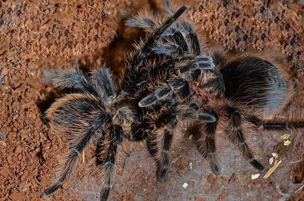 Brachypelma albopilosum (Курчавоволосый птицеед) самка