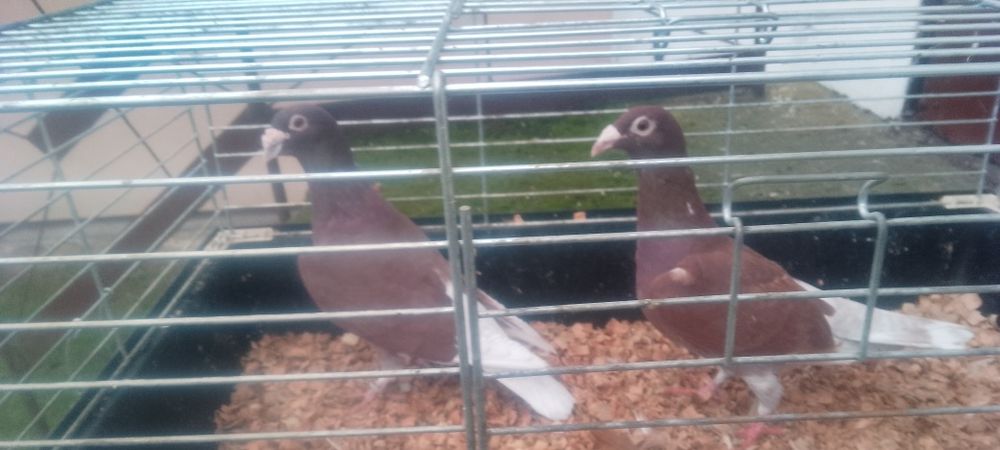 Czerwone barwiste para