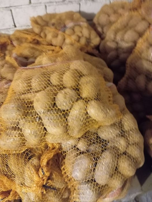 Ziemniaki  redsonia lawenda lili