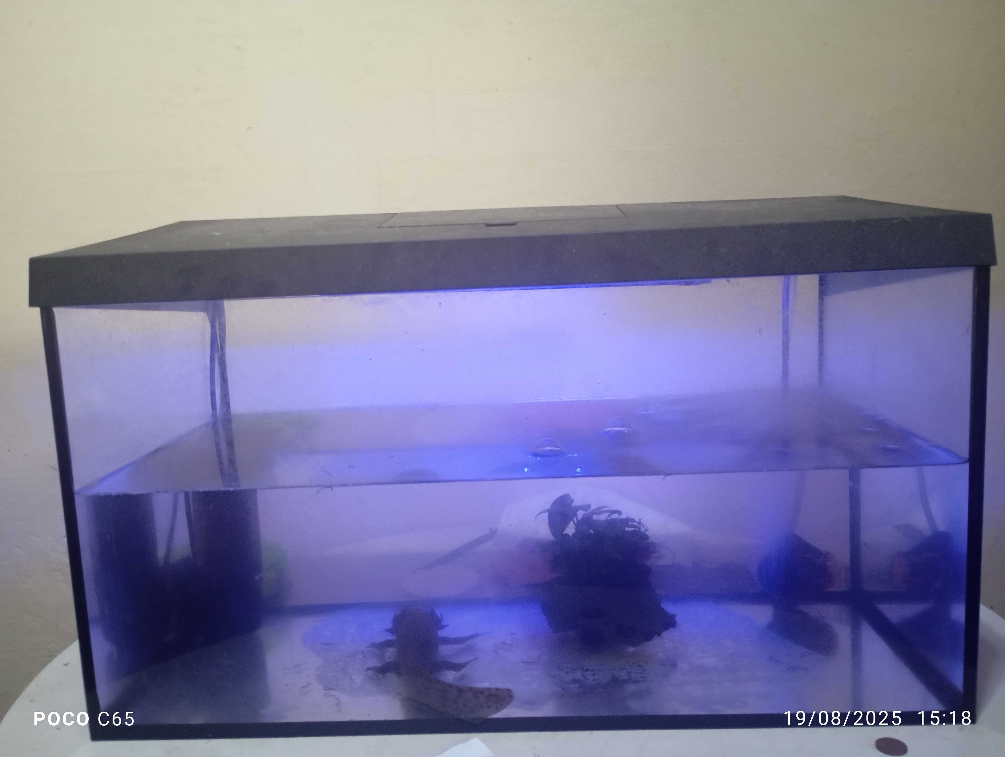 Vendo axolote 23 cm 1 ano de idade