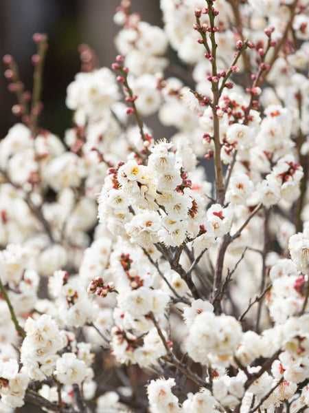 Brzoskwinia ozdobna - Prunus persica "Taoflora", unikat, duże drzewka!