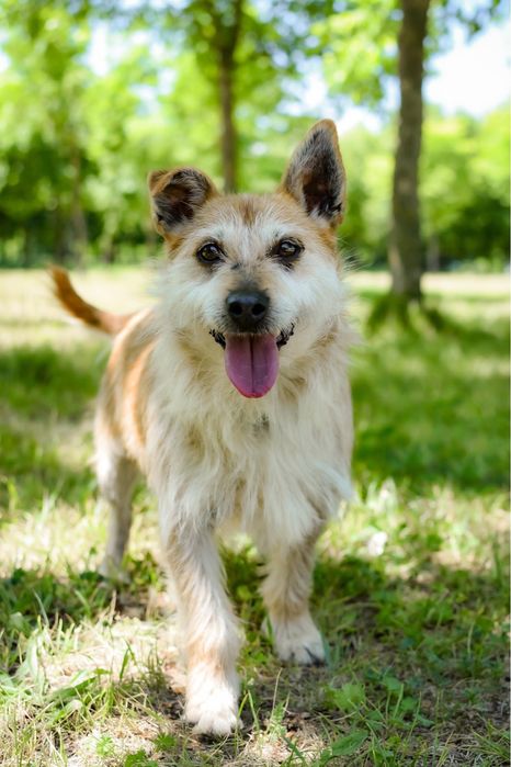 Karmin rudy szorstki piesek do adopcji