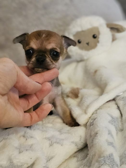 Chihuahua -chłopczyk