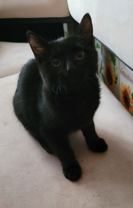 Кастрирован.Продам котик милый бенгальський меланист