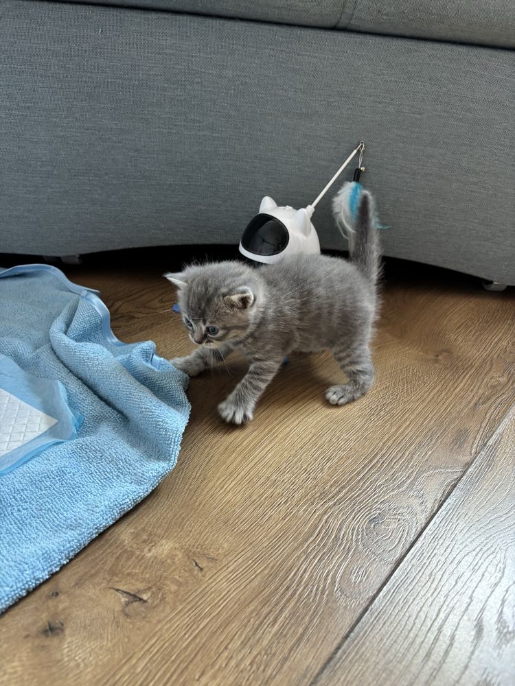 kocięta  Scottish Fold / Scottish Straight 2kotki i 3 kocurki!