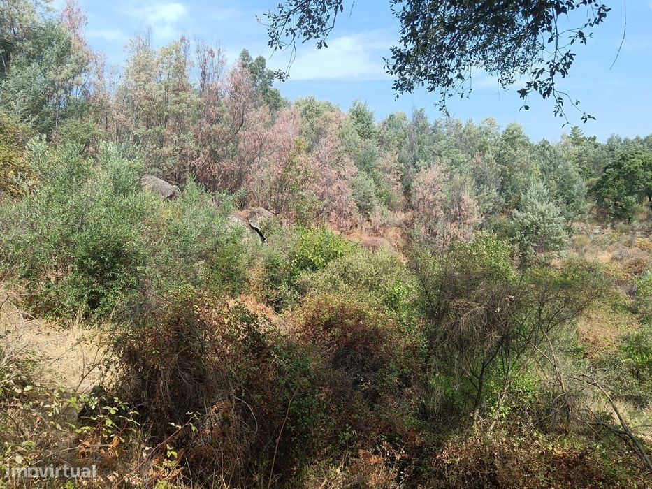 Terreno rustico em Palvarinho ( S. Lourenço  )