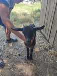 Vendo Cabras anas