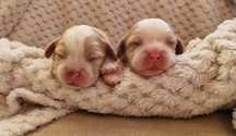 Cavalier King Charles Spaniel FCI