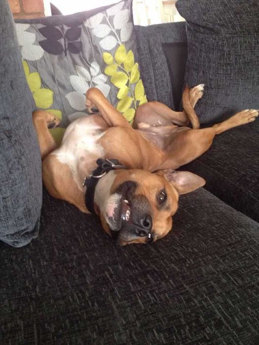 Mam na oddanie psa staffordshire bull terrier