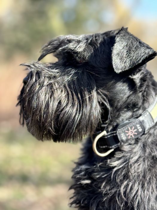 Цвергшнауцер шукає пару