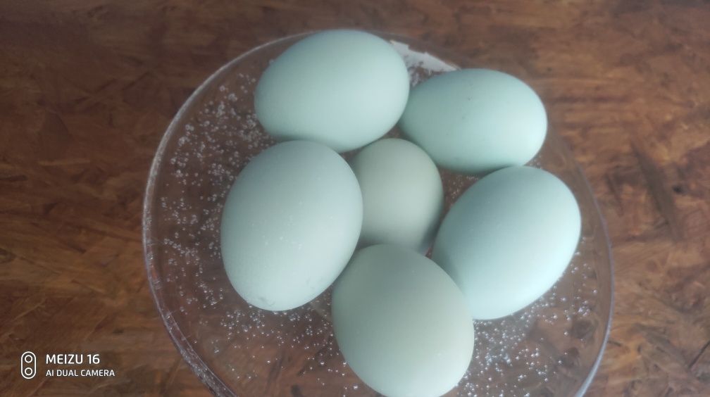 Продам инкубационные яйца Амераукана