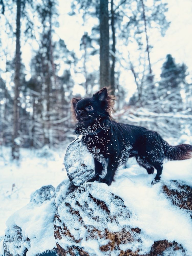 Chihuahua piesek krotkowlosy zkwp/fci