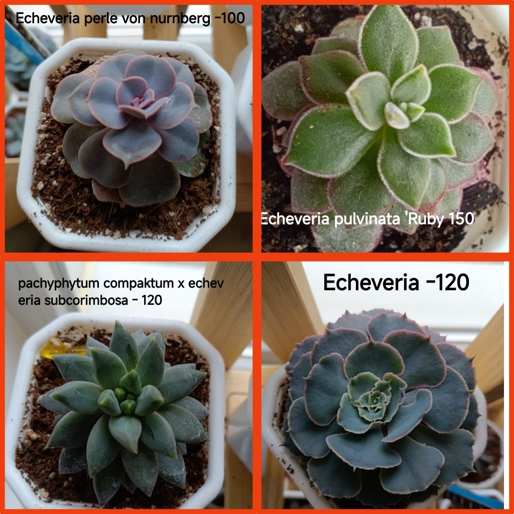 Echeveria. Ехеверія. Іоніум. Адроміскус.