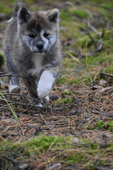 Akita, Akita Inu, Akita Japońska - suczka FCI/ZKwP pręgowana