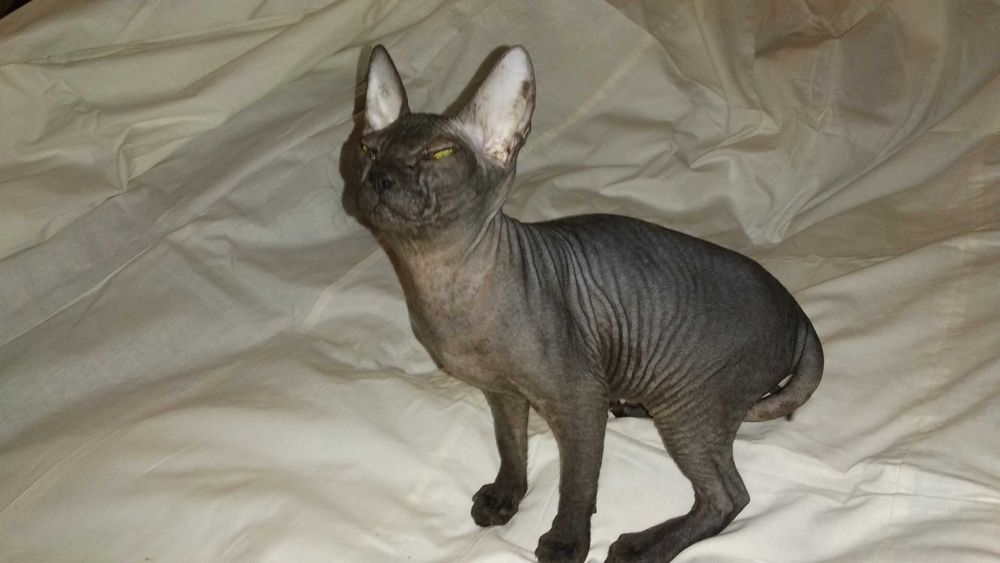 Кошеня (кішка) донського сфінкса • Котенок донского сфинкса • Sphynx