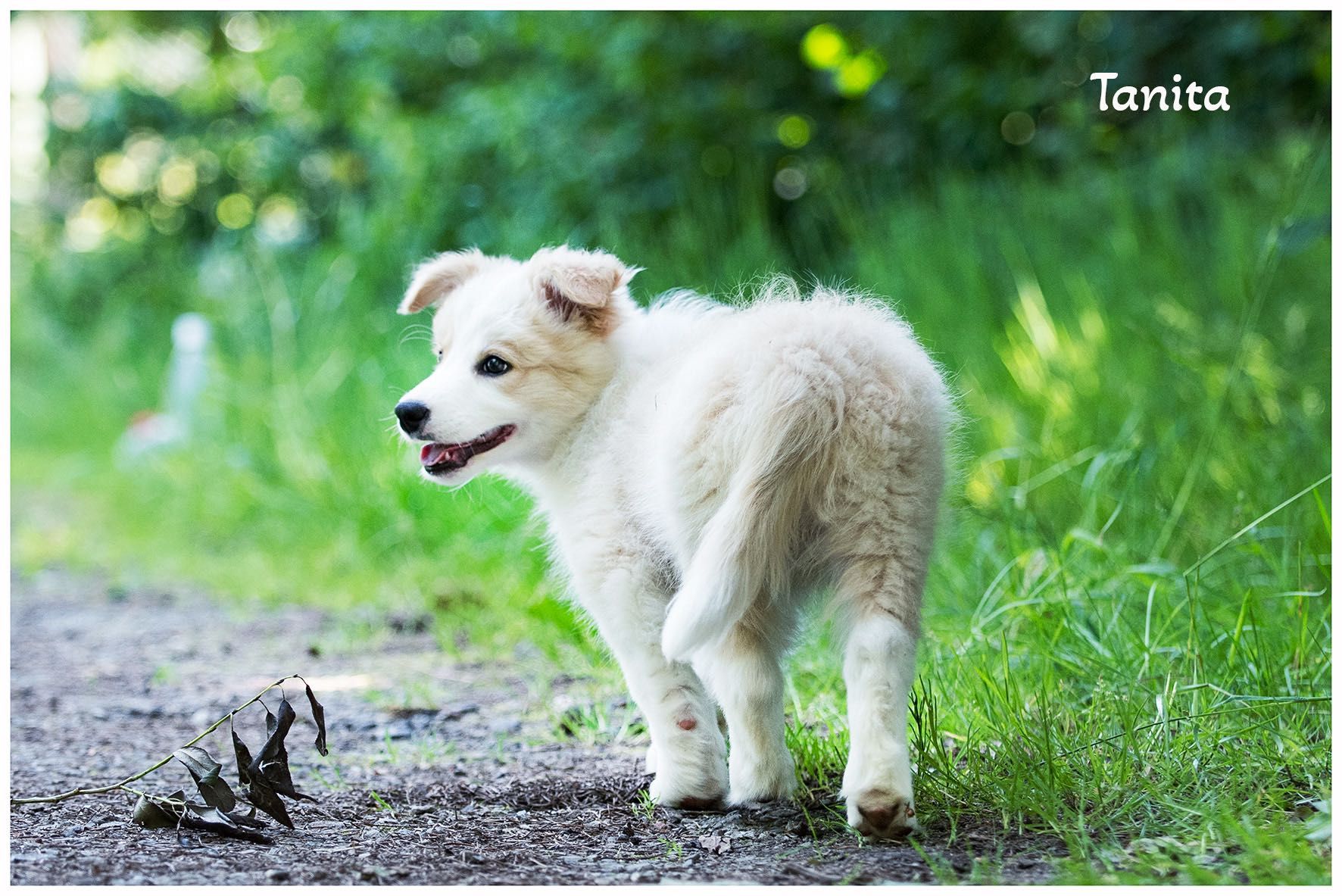 Border Collie FCI ZKwP