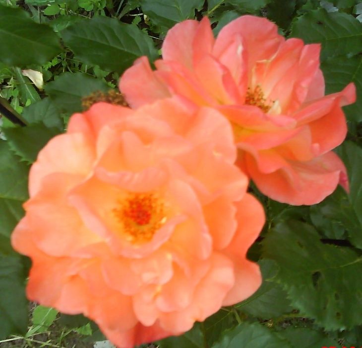 Розы. Саженцы Роз