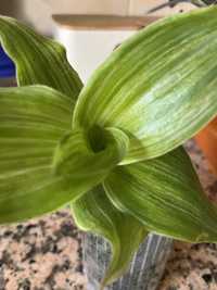 Callisia variegata