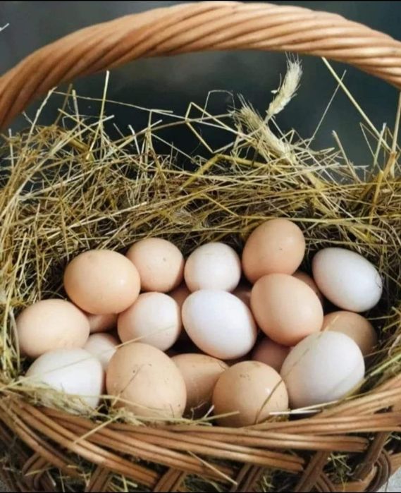 Jajka swojskie od kur z wolnego wybiegu jaja ekologiczne