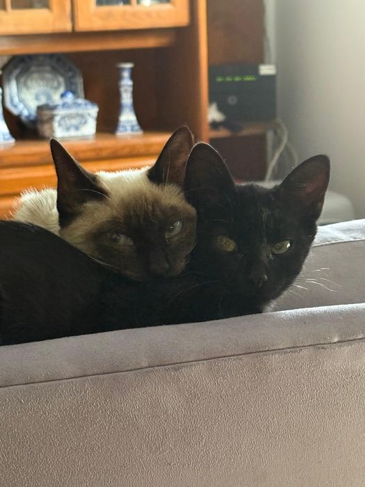 Adoção conjunta de gatinhos