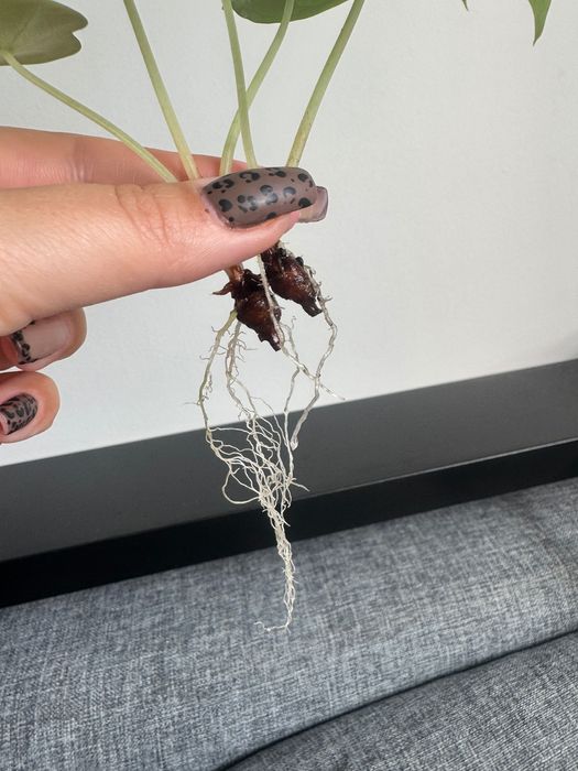 Alocasia Alokazja silver Dragon 2 sadzonki matecznik Variegata