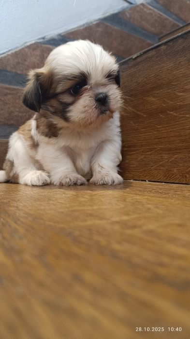 Śliczny piesek shih tzu