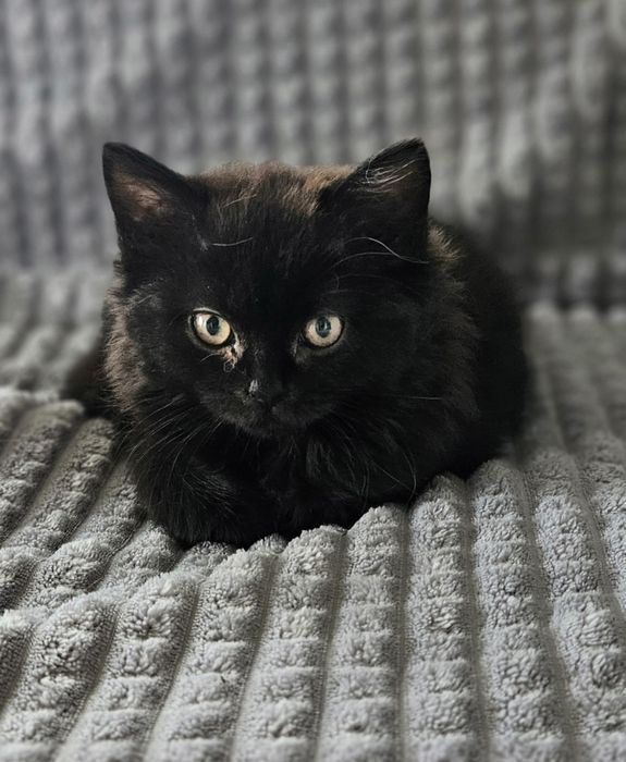 Besia - kotka brytyjska długowłosa