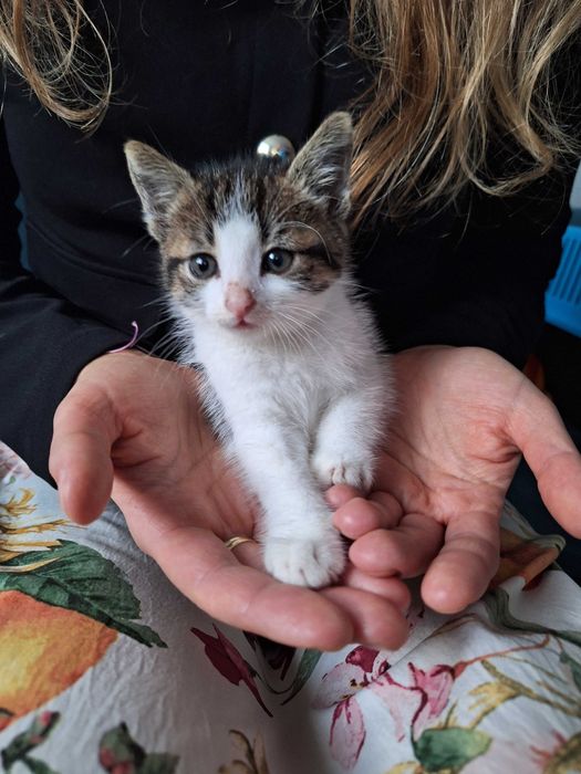 Słodka kotka z charakterem