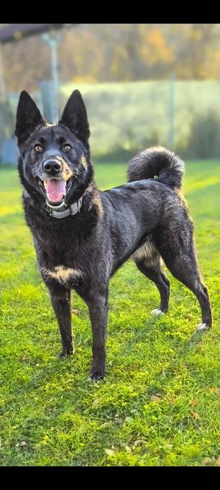 Thora szuka dobry odpowiedzialny domek