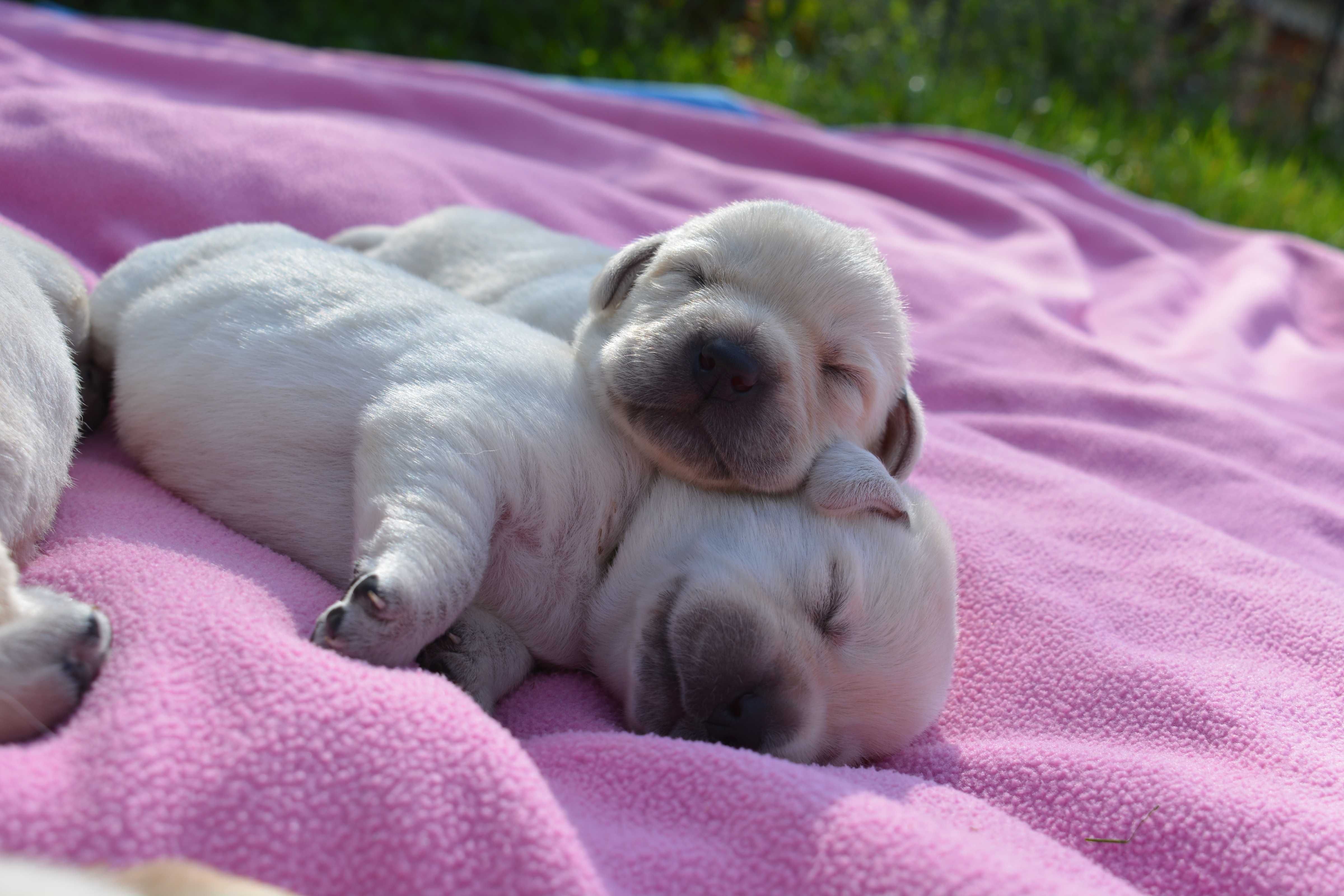 Labrador Retriever  ZKwP FCI po przebadanych genetycznie rodzicach