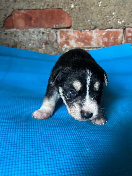 szczeniaki do adopcji