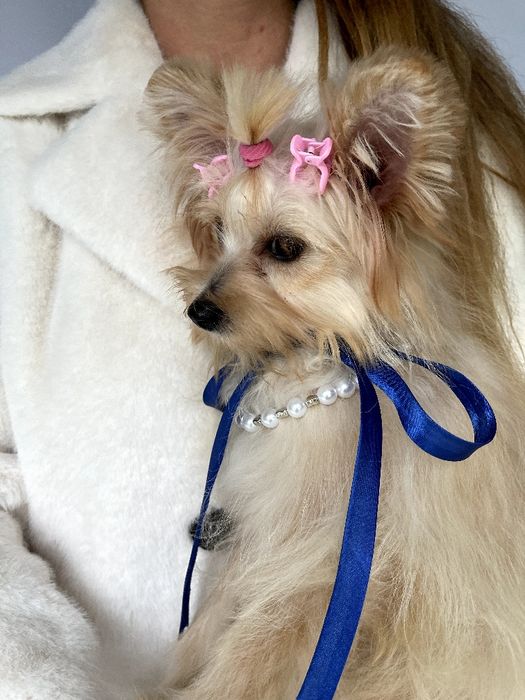 Обіймай і не відпускай  чарівні Помапу тут!