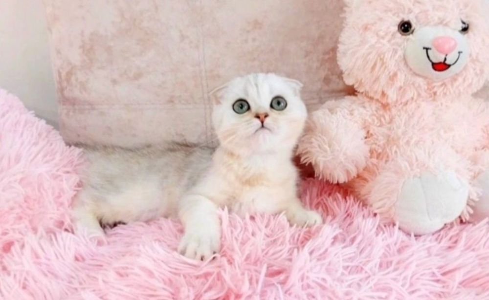 Чарівні плюшеві кошенята ведмежата чекають на Вас