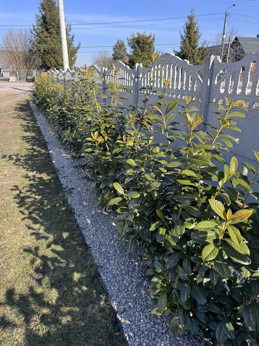 Odśnieżanie Ogrodnik/Usługi ogrodnicze / sadzenie roślin koszenie traw