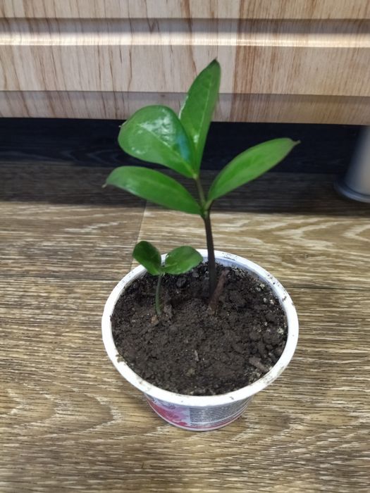 Замеокулькас. Долларовое дерево. Красула. Денежное дерево.